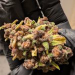 Online Cannabis Shop Prague img-10.jpg