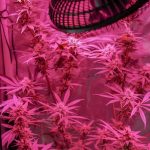 Premium Cannabis Dispensary in Prague – Bud, Edibles, and Accessories img-1095.jpg