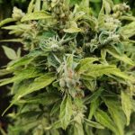 Looking for high‑quality hemp, cannabis, or marijuana in Prague? img-1097.jpg