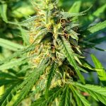 Prague Cannabis Delivery: Prices, Regulations, and Ordering Guide img-1261.jpg