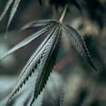 Cannabis in Prague: Legal Landscape, Buying Guide, and Online Dispensary img-1434.jpg