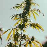 Prague Online Vape Shop - Your Ultimate Destination for THC, Hemp, and Vape Accessories img-1464.jpg