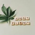 Prague THC Chocolate: A Guide to Buying Cannabis Edibles img-1496.jpg