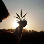 Weeds in Prague: Urban Ecology and Cannabis Solutions img-1952.jpg