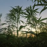 Hemp, Cannabis, and Marijuana in Prague: Your Premier Destination img-1965.jpg