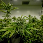 Welcome to the premier destination for quick cannabis delivery in Prague img-1969.jpg