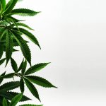 Hemp Shop Prague img-1973.jpg
