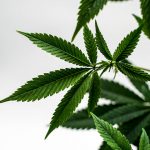 Prague Cannabis Shop img-1981.jpg