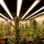 Cannabis Delivery Prague img-2005.jpg