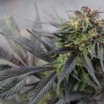 Buy THC Vape in Prague: The Ultimate Guide to Cannabis Vape Shops img-2120.jpg