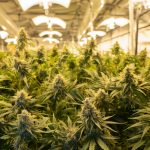 Prague Weed Shop – Legal Cannabis, Bud, Strains, Edibles, Vape, Concentrates, Oils img-2163.jpg