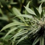 Prague’s growing vape culture has created a vibrant market for high‑quality THC vapes img-2168.jpg