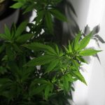 Prague Cannabis Regulation and THC Vape Licensing img-2180.jpg