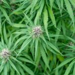 Premium THC Chocolates Delivered to Your Door img-2223.jpg