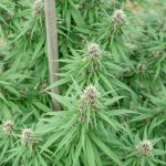 Welcome to the ultimate guide for anyone looking to explore the world of THC vapes, cannabis, and hemp products in the heart of Prague’s historic Old Town. img-2241.jpg