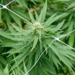 Welcome to Prague’s premier cannabis destination img-2244.jpg