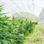 Welcome to the most trusted cannabis e‑shop in downtown Prague img-2248.jpg