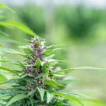 Discover Prague's Cannabis Scene: Best Bud, Strains, and Shops img-2266.jpg