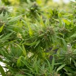 Premium Cannabis in Prague: Quality, Transparency, and Local Expertise img-2280.jpg