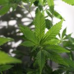 Prague is quickly becoming one of the most vibrant destinations for cannabis enthusiasts in Europe. img-2298.jpg