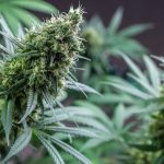 Prague’s growing vape scene offers a wide range of THC‑infused products img-2302.jpg