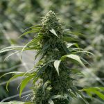 Prague Cannabis Market: Everything You Need to Know img-2305.jpg