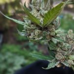 Fast Cannabis Delivery in Prague img-2332.jpg
