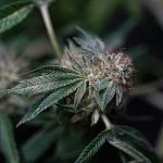 Welcome to the premier hemp express courier shop in Prague – your one‑stop destination for high‑quality cannabis, marijuana, hemp, THC, and weed. img-2333.jpg