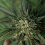 Welcome to the premier online THC shop and Prague cannabis shop img-2338.jpg