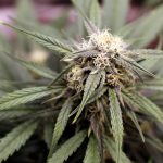 Prague Hemp Store: Licensed Hemp, Cannabis, and CBD Products img-2397.jpg