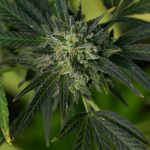 Cheap Weed Online Store Prague img-2407.jpg