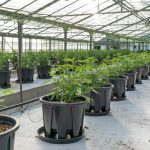 How to Buy Cannabis Online in Prague: A Comprehensive Guide img-2416.jpg