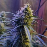 Discreet Hemp Delivery Service in Prague img-2461.jpg