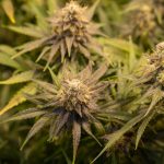 Welcome to the premier destination for cannabis, weed, and marijuana lovers in Prague img-2515.jpg