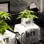 Premium THC Chocolate Delivery Service in Prague img-2583.jpg