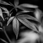 Ultimate Destination for THC Cartridges, Vape Pens, and Cannabis Products in Prague img-2596.jpg