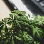 Looking for the best deals on marijuana, cannabis, or hemp in Prague? img-2631.jpg