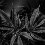 Looking for a reliable way to get high‑quality THC vape products in Prague? img-2638.jpg