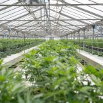 THC joint express courier store img-2656.jpg