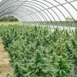 Prague is quickly becoming one of the most vibrant destinations for cannabis enthusiasts in the Czech Republic img-2674.jpg
