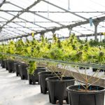 Official Prague Cannabis Shop: Buy High‑Quality THC Joints Online img-2721.jpg