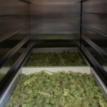 Looking for top‑quality THC vapes in the heart of the Czech Republic? img-2879.jpg