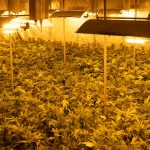 Cannabis Delivery Prague img-2881.jpg