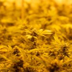 Ultimate Guide to the Finest Cannabis Experience in Prague img-2892.jpg
