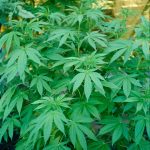 Premium THC Joints Delivery Service in Prague img-3081.jpg