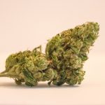 Order THC Joints Online in Prague: Discreet Delivery and Local Strains img-3115.jpg
