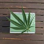 Prague THC Chocolate: The Ultimate Guide to Cannabis Edibles img-3249.jpg