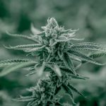 Prague Cannabis Delivery Services img-3294.jpg