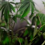 Prague Cannabis Shop: Premium THC Chocolate and Edibles img-43.jpg