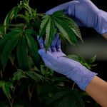 Welcome to the premier destination for hemp enthusiasts and industry professionals in Prague, Czech Republic img-443.jpg